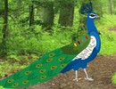 Inamorato Peacock