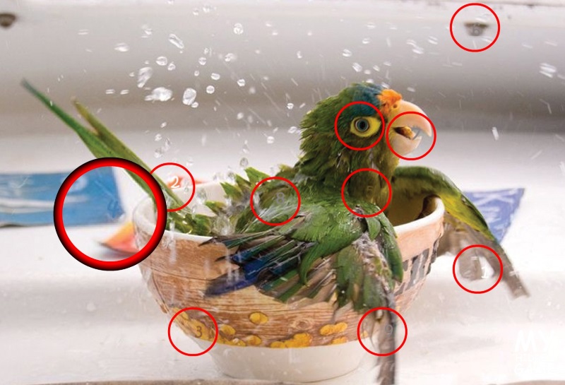 Birds Birds