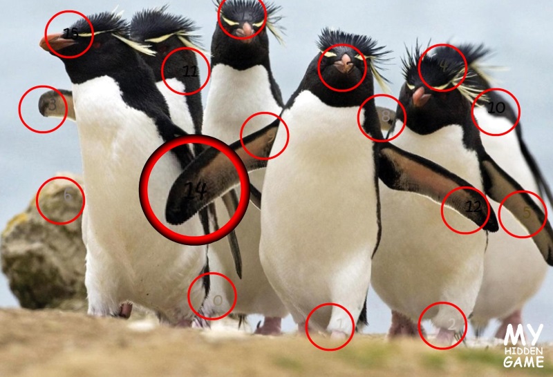 Birds Birds