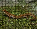 Long-tail Salamander