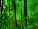 Nature Green Forest
