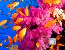 Beautiful Coral Escape