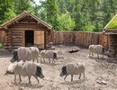 Livestock Farm Escape