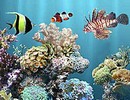 Underwater Reefs