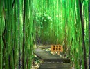 Bamboo Forest Monkey