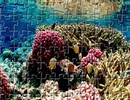 Coral Reef Jigsaw