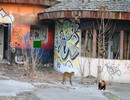 Ancient Abandoned Zoo