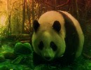 Giant Panda Forest