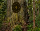 Redwood Forest Escape