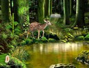 Summer Deer Forest