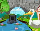 Cute Swan Rescue