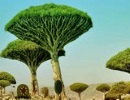Dragon Tree Forest