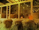 Wild Turkey Farm