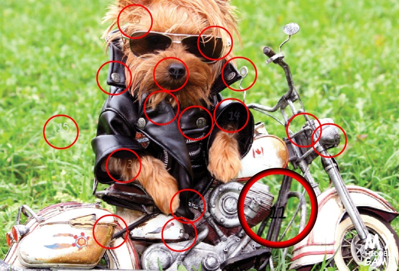 Dogs Dogs