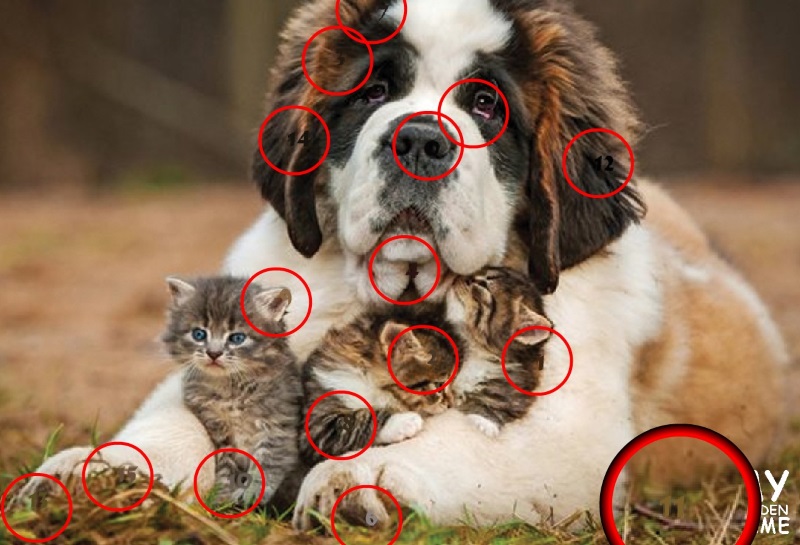 Dogs Dogs