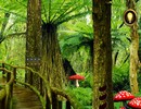Jungle Forest 4