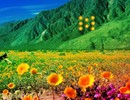 Flower Peak Valley