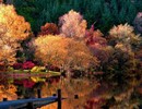 Autumn Forest Lake