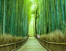 Grove Bamboo Forest