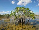Mangrove Plants Island