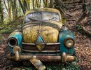 Rusty Cars Forest