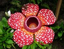 Rafflesia Flower Forest