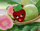 Guava Fruit Land