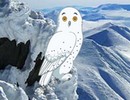 Owl Friend Escape